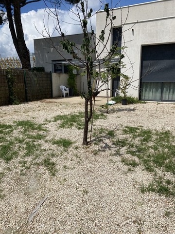 Remplacement d’un cerisier par un Lilas d’Inde sur Avignon 