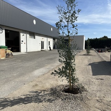 Plantation d’eucalyptus sur Morières les Avignon 