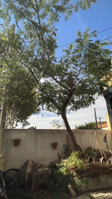 Abattage d’un albizia sur Avignon