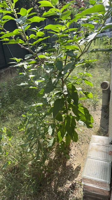 Remise en état d'un jardin à Avignon