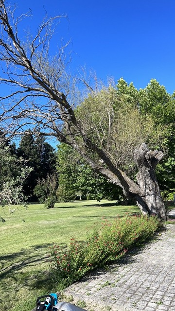 Élagage d’un magnifique saule pleureur à Monteux