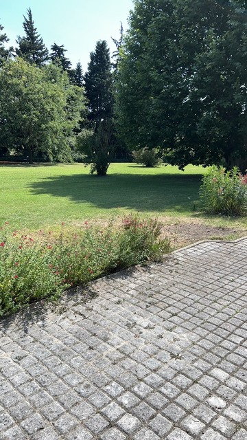 Élagage d’un magnifique saule pleureur à Monteux